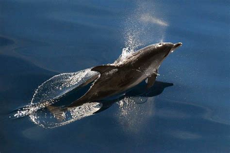 Atlantic Spotted Dolphin | NOAA Fisheries