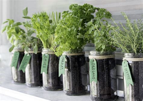 Indoor Herbs: A How-to Guide - Taffeta