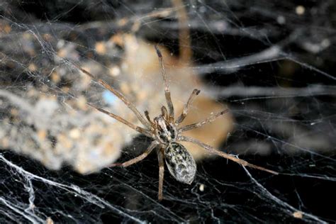 Hobo Spider Web