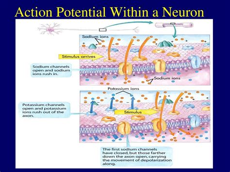 Ppt The Neuron And Action Potential Powerpoint Presentation Free