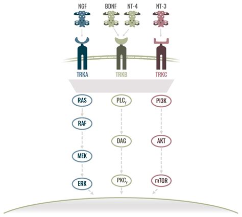 Ntrk Gene Fusions In Oncology Ntrk Us Website