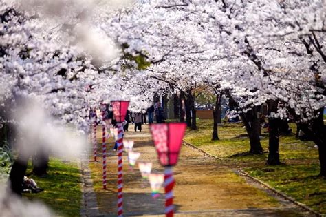 2019樱花前线时间樱花前线2019 冲绳 随意云