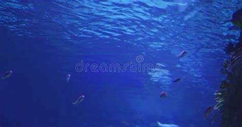 Large Ocean Fish in the City Aquarium Stock Video - Video of ecosystem ...