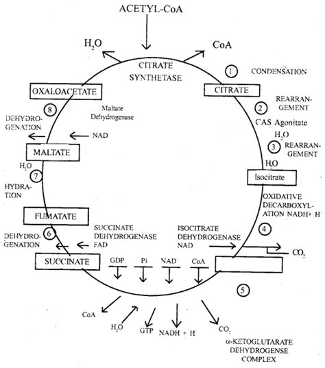 Respiration In Plants Class Important Extra Questions Biology