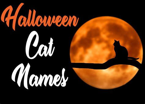 Halloween Cat Names : 50 Best Names For Your Scaredy Cat - Cat Mania