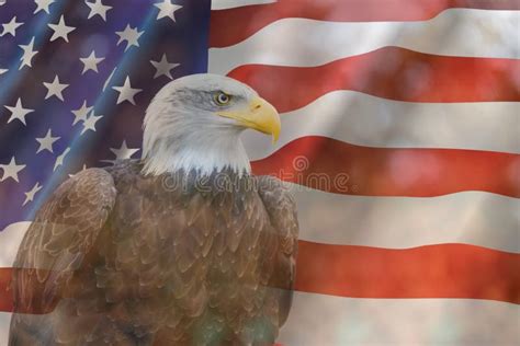 A Bald Eagle Set Against The United States Of America Flag Stars And