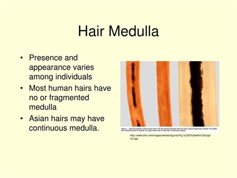 PPT - Hair Evidence PowerPoint Presentation, free download - ID:3531546