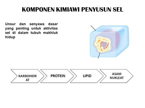 Struktur Sel Komponen Kimiawi Penyusun Sel Karbohidr At Protein Lipid Asam Nukleat Unsur Dan