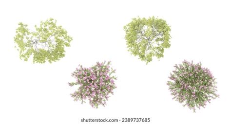 Top View Weeping Willow Treebauhinia Blakeana Stock Illustration