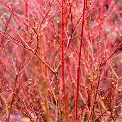 Cornus Sanguinea Sanguinella Rami Blog Lavalnerina It