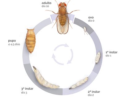 Fruit Fly Life Cycle Stages