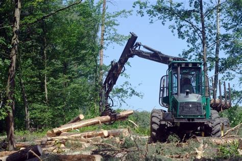 Nowe zasady sprzedaży drewna stabilizują ceny i ograniczają wywóz