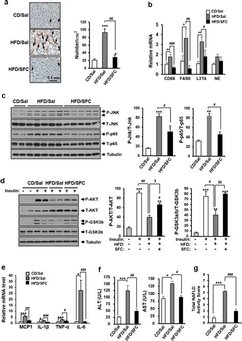 Sfc Reduces Hfd Induced Steatohepatitis In C57bl6j Mice A