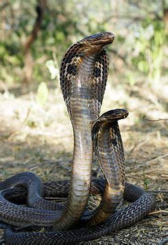 Reptiles And Their Unique Way To Brave The Cold Reptiles Snake