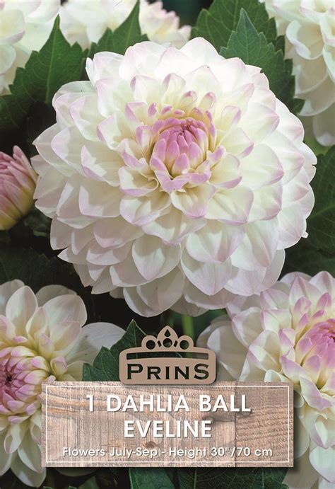 Dahlia Ball Type Eveline Wpc Prins Quality Bulbs Tubers South