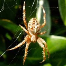 Fear of Spiders Phobia – Arachnophobia