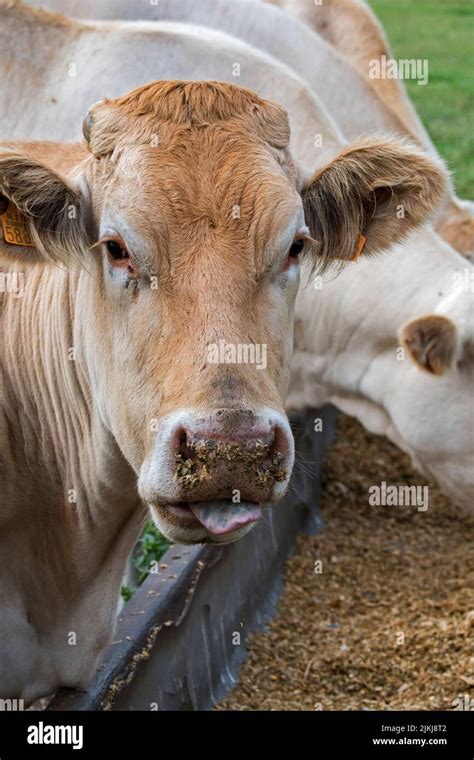 Herd Of White Charolais Cows French Breed Of Taurine Beef Cattle