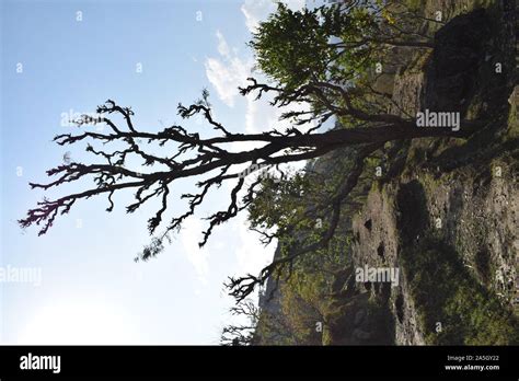 Acacia catechu ( khair) tree with Bot red kkaththa Stock Photo - Alamy