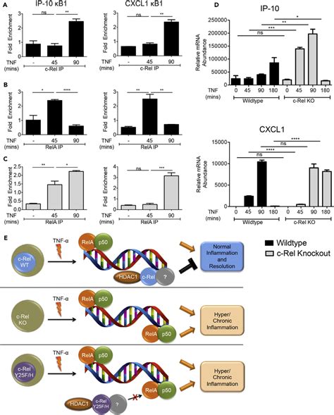 C Rel Represses Rela Dna Binding And Transactivation In Vivo Download