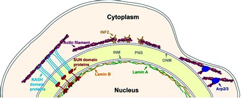 Linc Complex Independent Perinuclear Actin Organization And Cell Migration