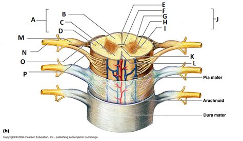 Anterior View Of Spinal Cord Diagram Quizlet