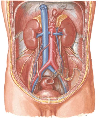 Mod Urinary System Lecture Flashcards Quizlet