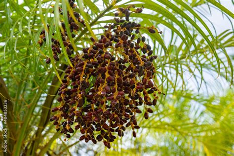 Phoenix Roebelenii With Common Names Of Dwarf Date Palm Pygmy Date