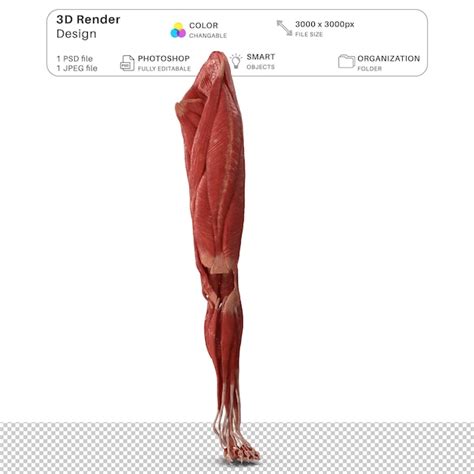 Sistema Muscular Da Perna Humana Modelagem 3d Arquivo Psd Anatomia