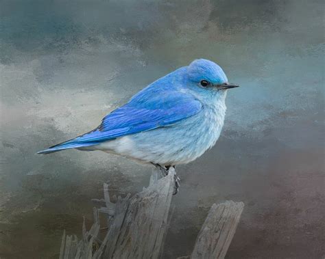 Mountain Bluebird Wallpapers Wallpaper Cave