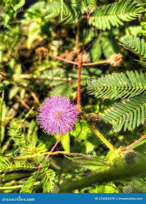 Beautiful Wild Plants That Grow In Indonesia Stock Photo Image Of