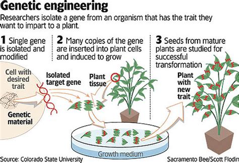 Genetic Modification Of Food Pros And Cons : Genetically Modified Food ...