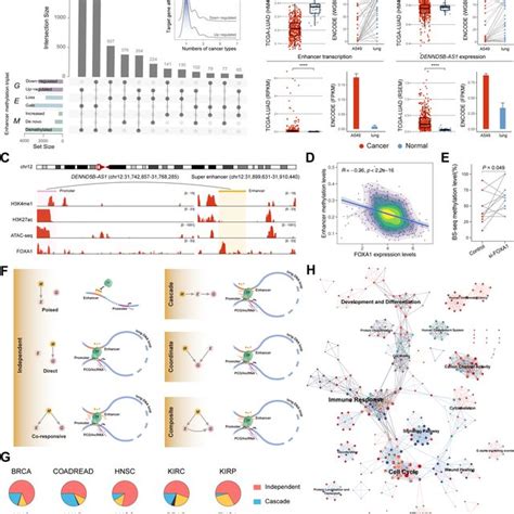 Inferring Regulatory Patterns Dominated By Enhancer Methylation In