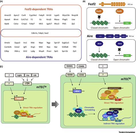 The Mechanisms Of T Cell Selection In The Thymus Trends In Immunology