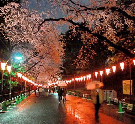 Night Cherry Blossom In Ueno Park 04 Ueno Tokyo Japan 3 Flickr