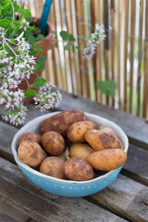 Comment Faire Pousser Des Pommes De Terre Dans Un Sac Info Jardinage