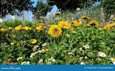 Mix Flowers Blooming In Summer Garden Stock Photo Image Of Lawn