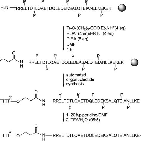 Hplc Purification Of Oligonucleotide Conjugate T 13 Leucine Zipper Download Scientific Diagram