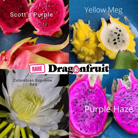 Mixed Dragon Fruit x4 Scotts Purple, CSR, Purple haze and Yellow