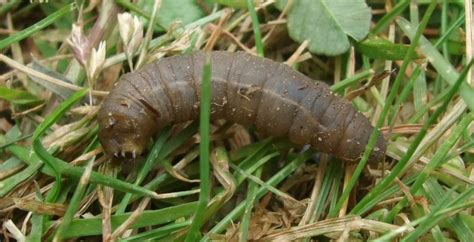 How To Get Rid Of And Control Lawn Grubs — Terra Lawn Care Specialists