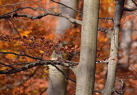 Free Images Tree Nature Forest Branch Sunlight Leaf Trunk