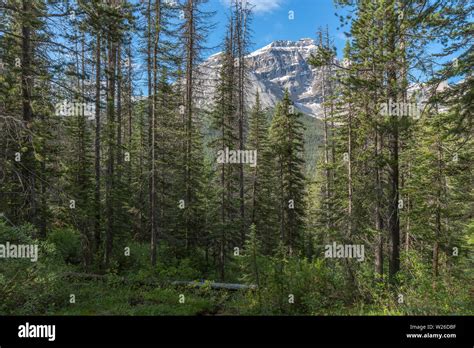 Cathedral Mountain In Yoho National Park British Columbia Canada