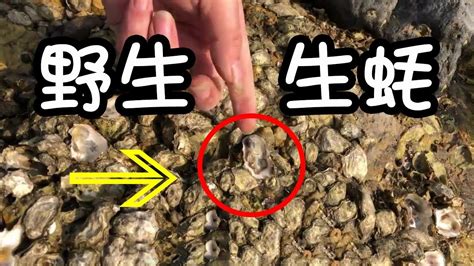 【赶海二哥】二哥来对面海岸赶海，礁石上全是野生海蛎子生蚝！一次撬半桶，朋友都说赚大了 Youtube