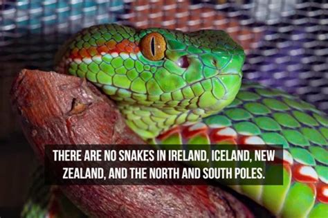 Slithering Facts About Snakes 20 PICS Izismile