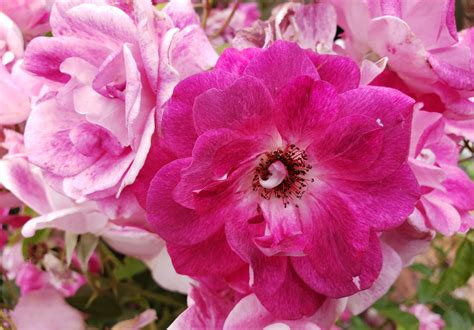 Full Bloom Pink Rose Free Stock Photo Public Domain Pictures