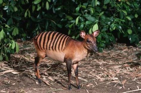 Zebra Duiker | NatureRules1 Wiki | Fandom