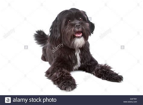 Shih Tzu Terrier High Resolution Stock Photography And Images Alamy