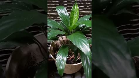 Peace Lily Youtube