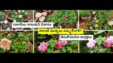 Growing Rose Plants Easily Selecting Roses For Planting Care To Be