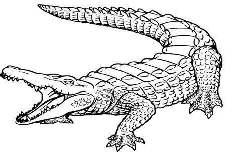 Crocodile Drawing For Kids at GetDrawings | Free download