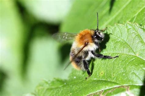 BienenBrückenBauen Das Umweltzentrum Dresden